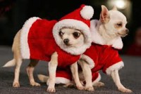 /album/galleria-foto-chihuahua/images-33-jpg/